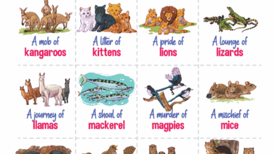 84 Collective Nouns for Animal Groups (Infographic)